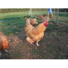 BUFF ORPINGTON LARGE FOWL HATCHING EGGS